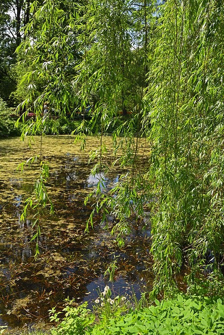 Іва в ландшафтному дизайні: красиві варіанти посадки та популярні види для саду