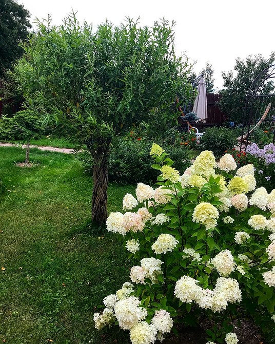 Верба як елемент ландшафтного дизайну: ажурні стволи та вироби з лози