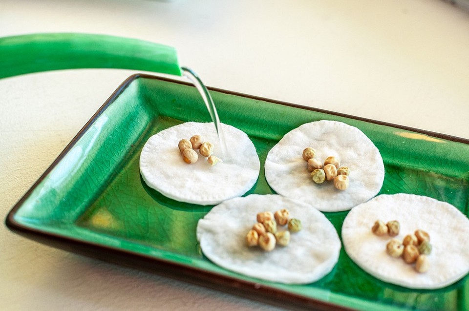 Захист рослин від стресу з використанням янтарної кислоти: інструкція на 2026 рік