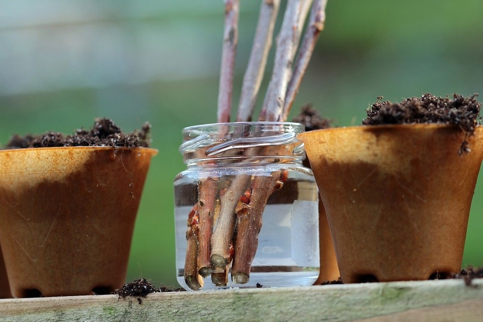 Підвищення врожайності з янтарною кислотою: ефективні методи застосування в саду, 2026