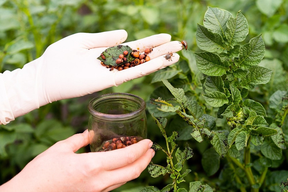 Огляд ефективних інсектицидів для боротьби з колорадським жуком у 2026 році