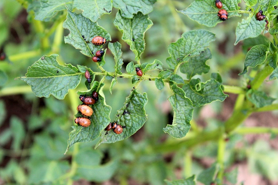 Інсектициди та органічні методи захисту картоплі від колорадського жука
