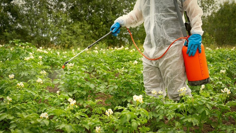 Найкращі поради експертів з боротьби з колорадським жуком на картоплі у 2026 році