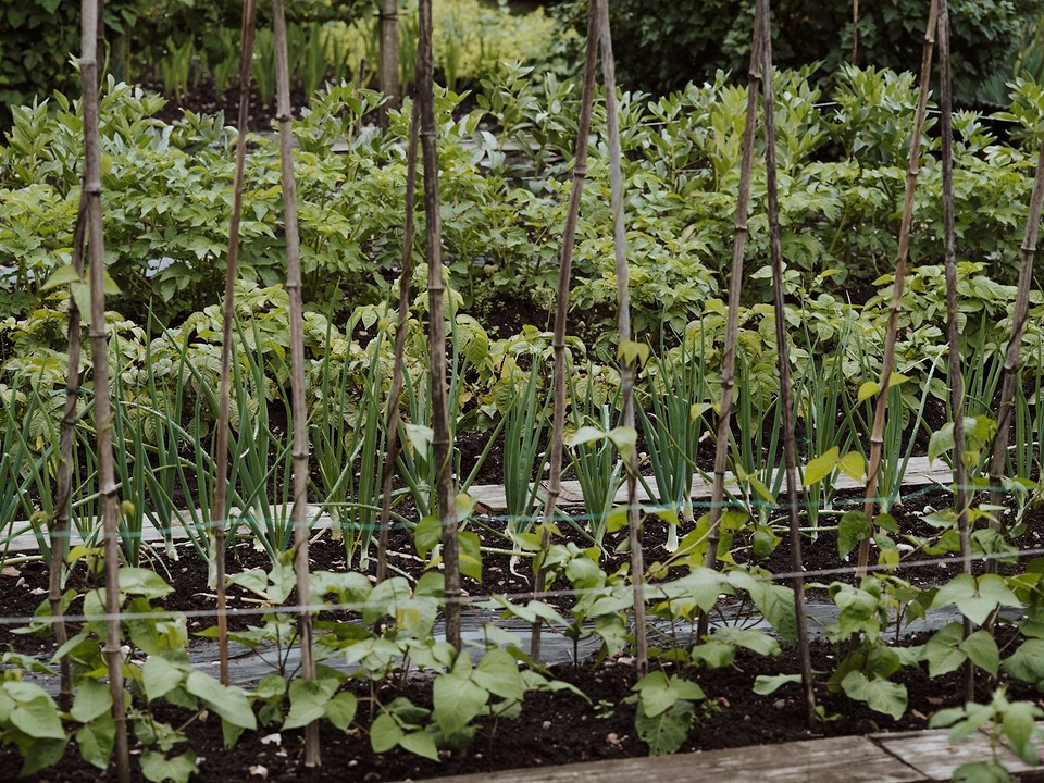Екологічні засоби від слимаків та равликів: безпечний захист вашого саду 2026