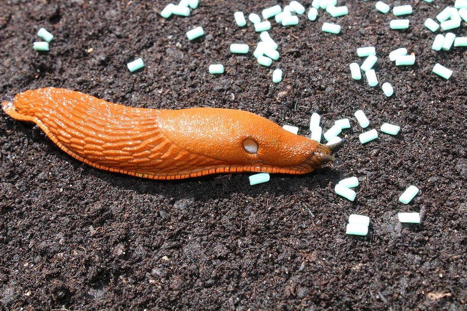 Боротьба зі слимаками та равликами народними засобами: ефективні поради 2026