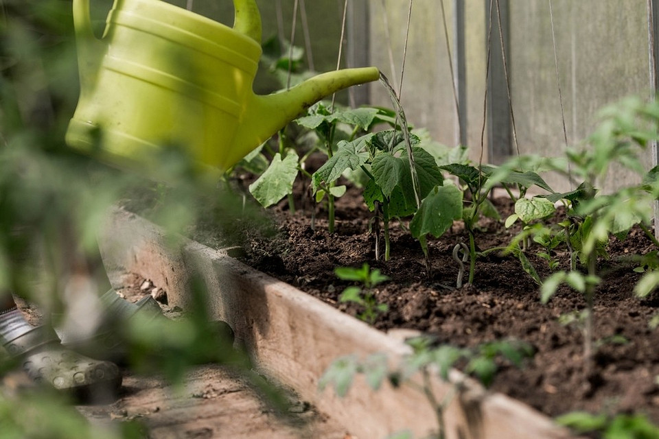Правила поливу огірків Як правильно поливати огірки в теплиці: методи та найкращі практики у 2026