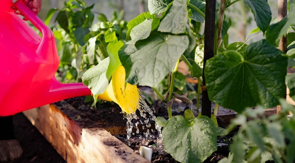 Огірки в теплиці 2026: правила поливу для щедрого врожаю — Полив огірків в теплиці