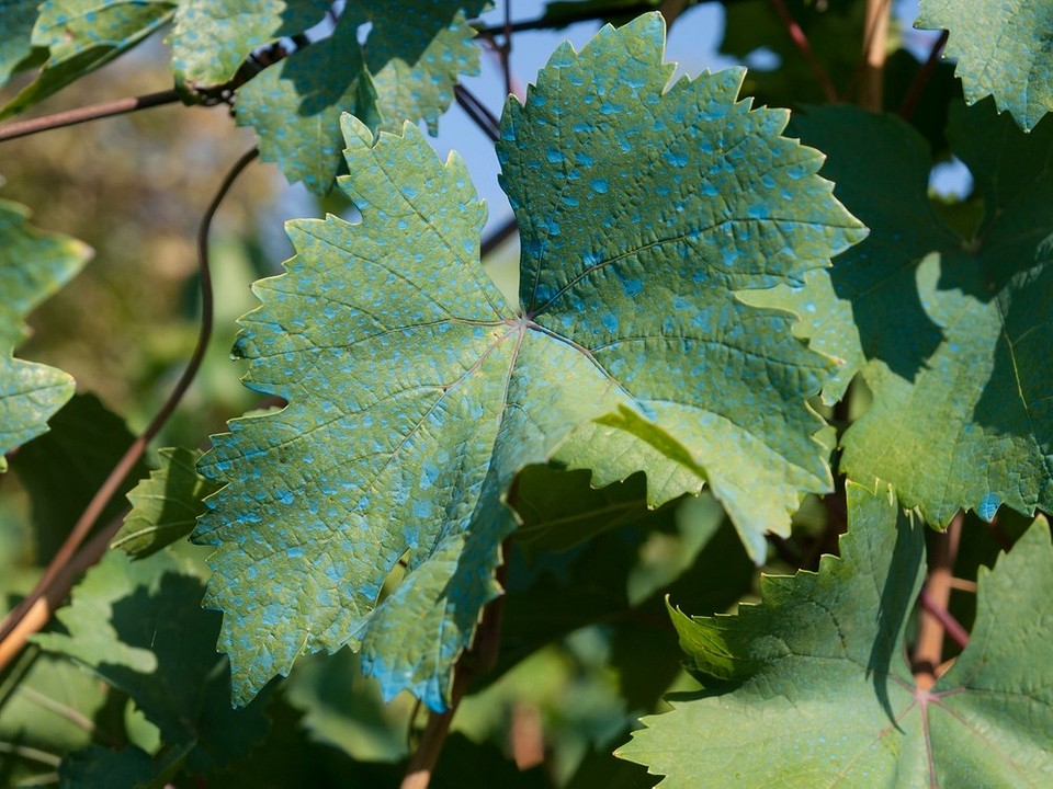 Мідний купорос та вапно: компоненти бордоської рідини для саду