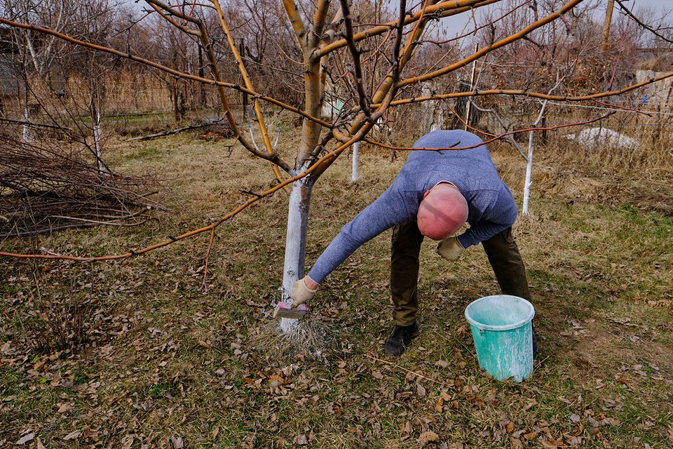 Приготування розчину бордоської рідини для обприскування саду навесні