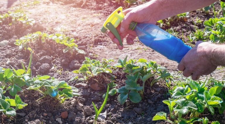 захист саду від хвороб та шкідників. — бордоська рідина