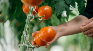 Формуємо томати в теплиці: інструкція для рясного врожаю 2026 року. — Формування помідорів в теплиці