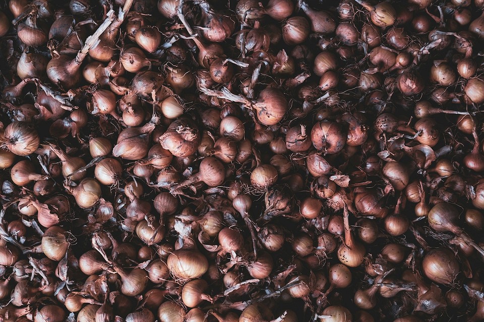 Підготовка цибулі сіянки до зберігання: просушування, сортування та обробка від шкідників і хвороб.