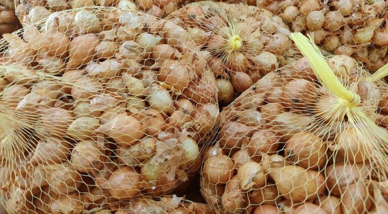 Як правильно зберігати цибулю сіянку до посадки: три перевірені методи. — Зберігання цибулі сіянки до посадки