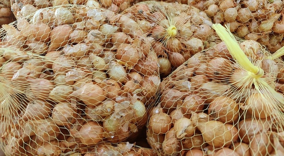 Зберігання цибулі сіянки: вибір сорту, підготовка та оптимальна вологість для захисту від гнилі.