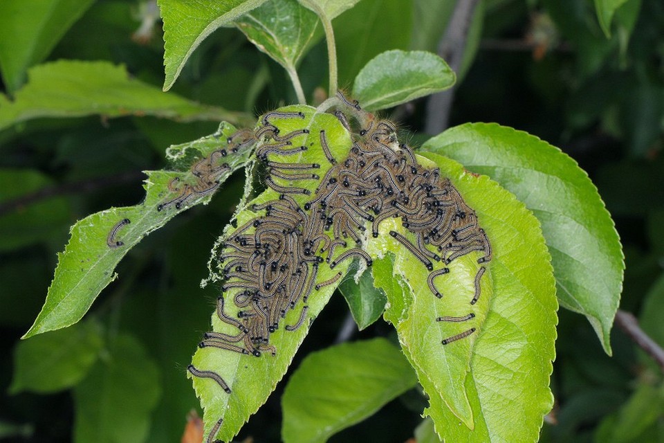 Підготовка саду до зимівлі: осінній захист плодових дерев від хвороб та шкідників 2026.
