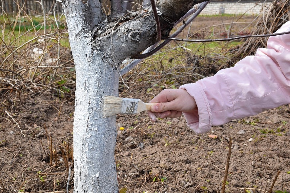Підготовка саду до зими 2026: обробка від шкідників та хвороб, санітарна обрізка.
