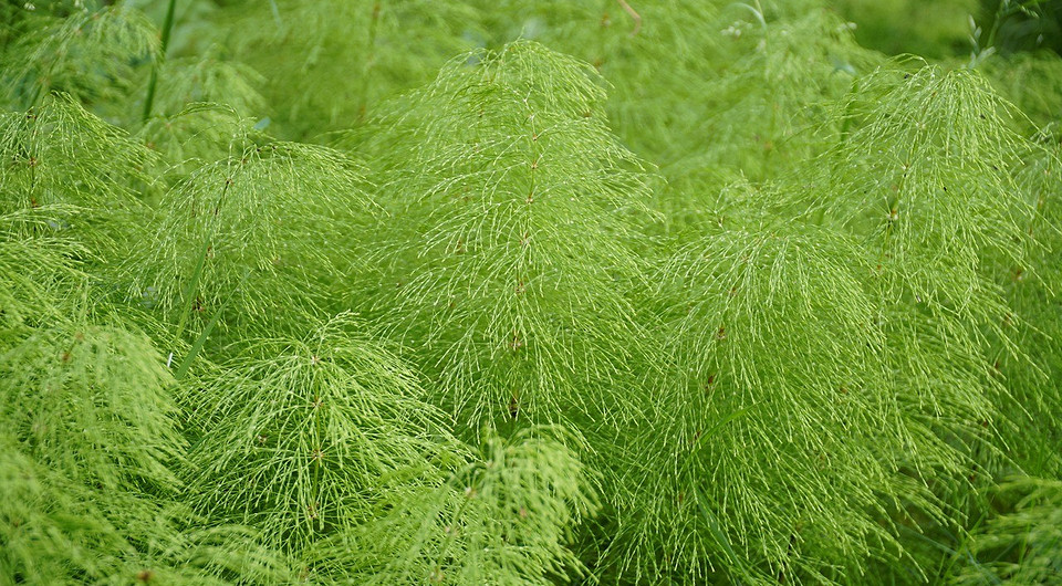 Хвощ польовий на городі: як позбутися бур'яну назавжди, 2026 рік