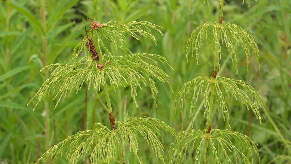 Хвощ як індикатор кислотності ґрунту: як боротися з бур'яном