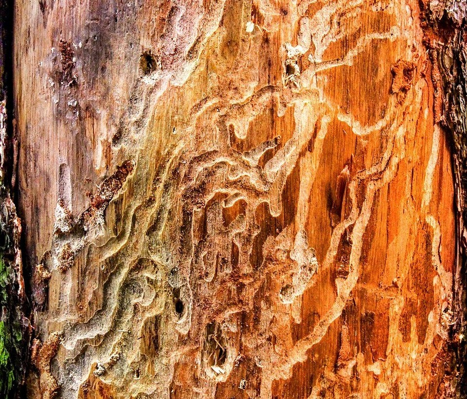 Захист дерев'яного будинку в 2026: ефективні інсектициди та способи обробки.