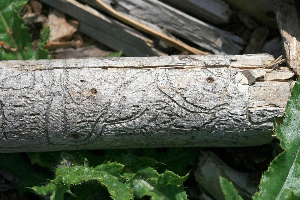 Ефективна обробка деревини інсектицидами: захист дерев'яного будинку від короїда.