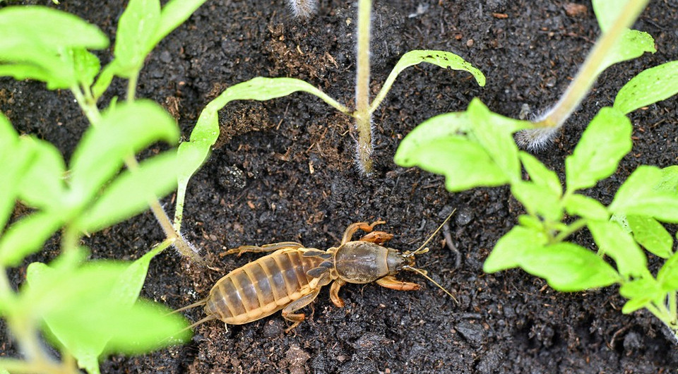 Ефективні засоби від медведки: огляд методів боротьби з шкідником в городі.