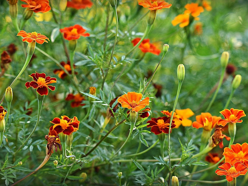 Боротьба з медведкою: комплексний підхід до захисту рослин в городі.