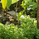 Мокриця на городі: як її позбутися?