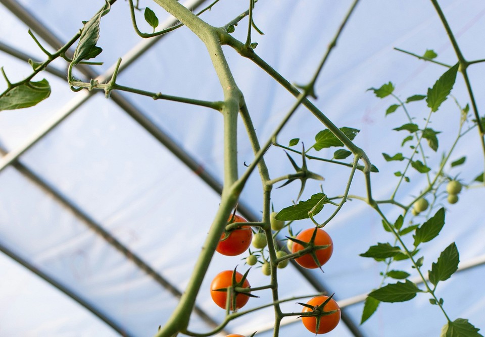 Різноманітні варіанти кріплення плівки до теплиці, що забезпечують стійкість до вітру.