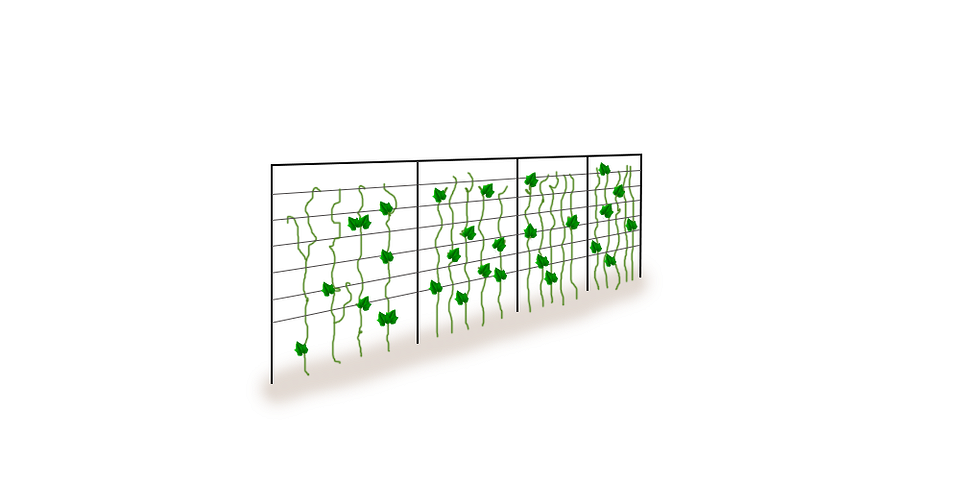 Підв'язка огірків: детальний вид кріплення мотузки до стебла молодого огірка.
