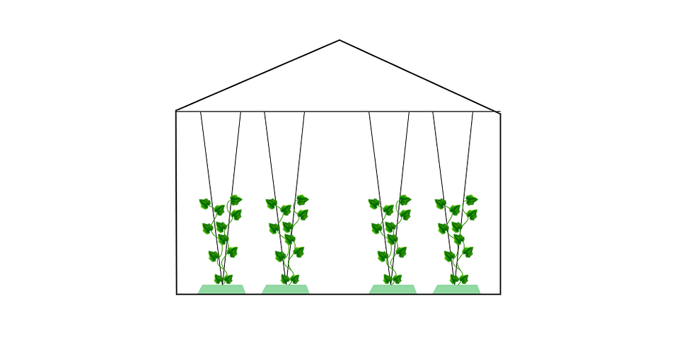 Підв'язка огірків 2026: використання кільця для підтримки стебла та плодів огірка.