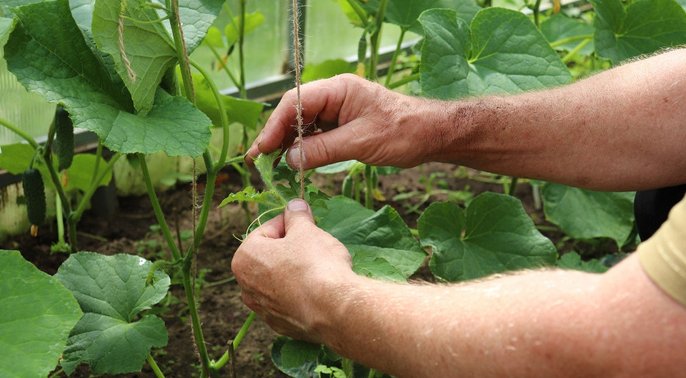 Схема підв'язки огірків для вирощування у теплиці: вертикальний метод з використанням мотузки.