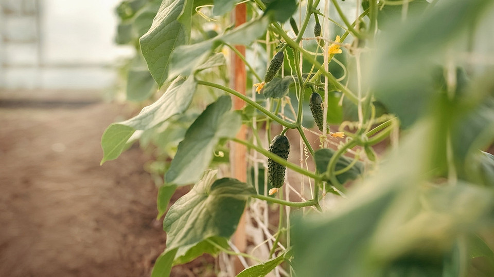 Підв'язка огірків у теплиці: приклад використання сітки для підтримки рослин.