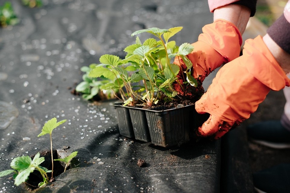 Агроволокно для полуниці: оптимальний захист, зменшення поливу та збільшення врожаю у 2026 році