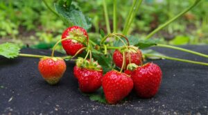 Вирощування полуниці 2026: секрети багатого врожаю з використанням укривного матеріалу