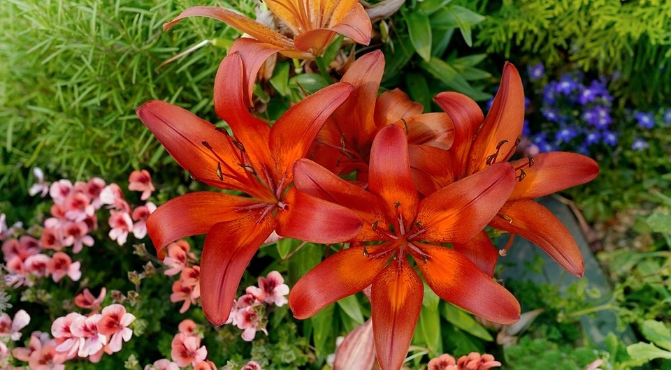 Посадка лілій весною у квітнику: поради для новачків, правильний догляд за квітами.