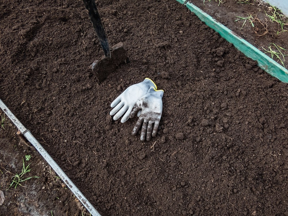 Догляд за ліліями після посадки: полив, підживлення та захист від шкідників і хвороб.