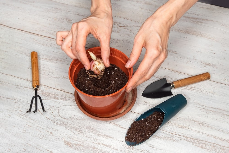 Лілії для новачків 2026: найпростіші у догляді сорти для початківців садівників, посадка весною.