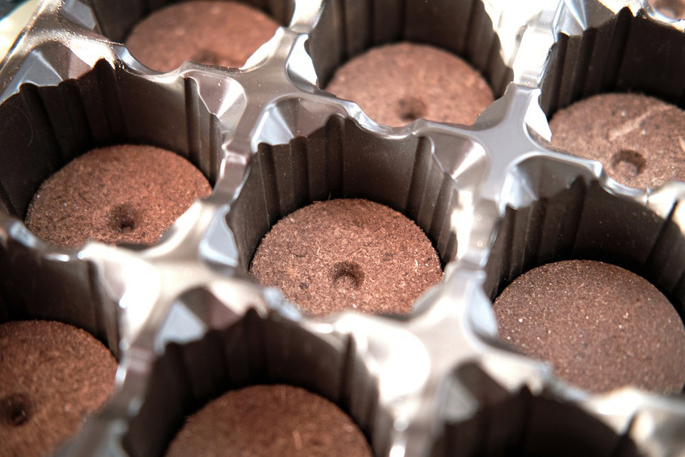 Посів дрібноплідної суниці на розсаду в лютому: вибір сорту, підготовка ґрунту