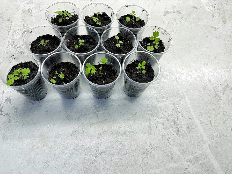 Вирощування суниці з насіння в домашніх умовах: поради, лайфхаки, вибір сорту, терміни посіву