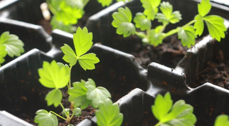 Вирощування суниці з насіння: Покрокова інструкція для багатого врожаю в 2026 році — Вирощування суниці з насіння