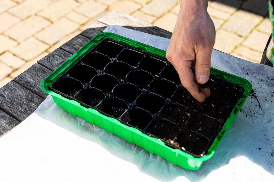 Посів суниці в кокосовий субстрат: переваги, правильний полив, вирощування ремонтантних сортів 2026