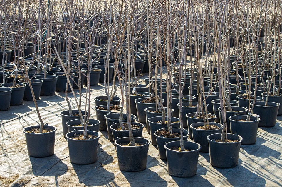 Саджанець груші з закритою кореневою системою готовий до посадки восени 2026 року.