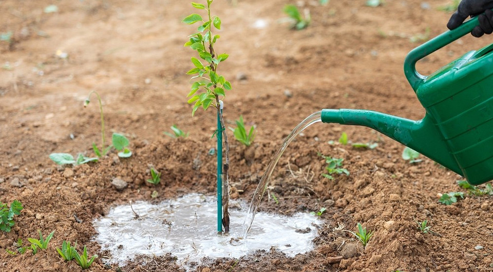 Посадка груші: вибір місця, підготовка ями для саджанця, поради для багатого врожаю.