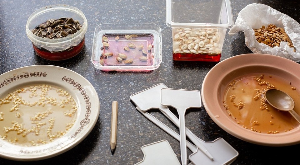 Підготовка насіння до посіву: пророщування насіння для розсади на 2026 рік.