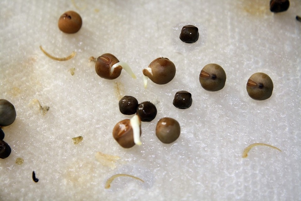 Сортування насіння: відбір найкращого насіння для розсади на урожайний 2026 рік.