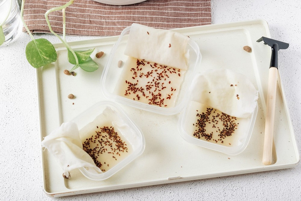 Обробка насіння перед посадкою: корисні поради для вирощування розсади у 2026.