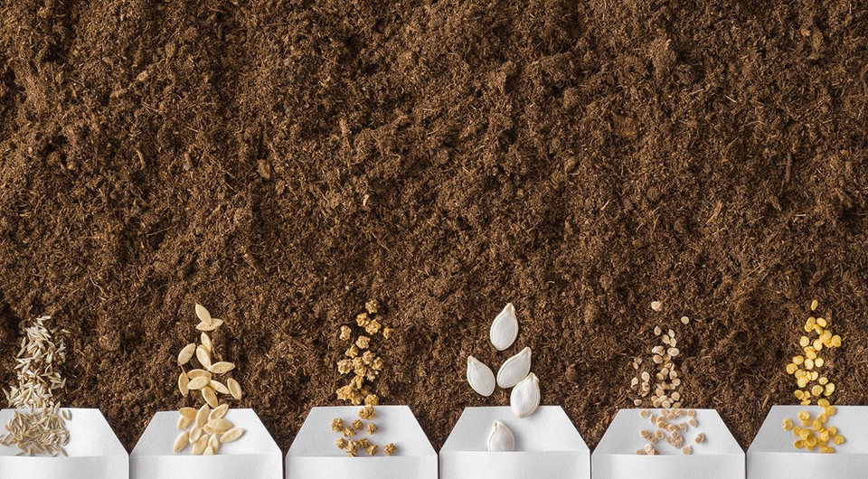 Перевірка схожості насіння: простий метод для садівників у 2026 році