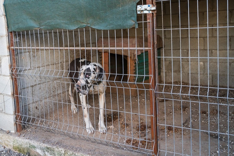 Креслення вольєра для собаки з розмірами, щоб зробити його своїми руками.