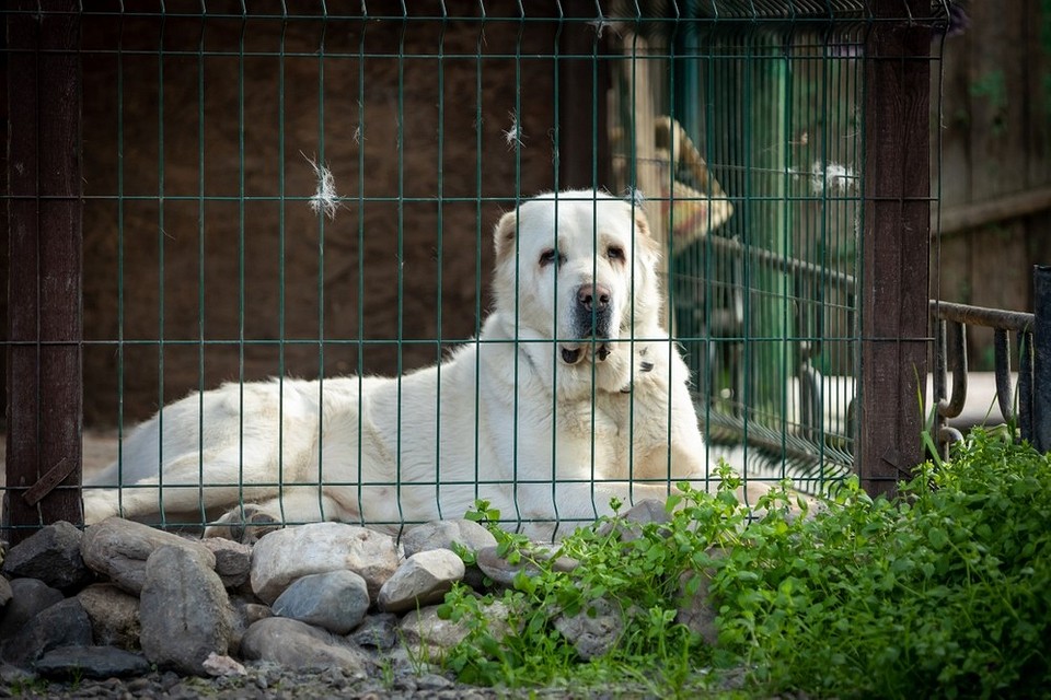Креслення та етапи будівництва вольєру для собаки своїми руками: деталі конструкції