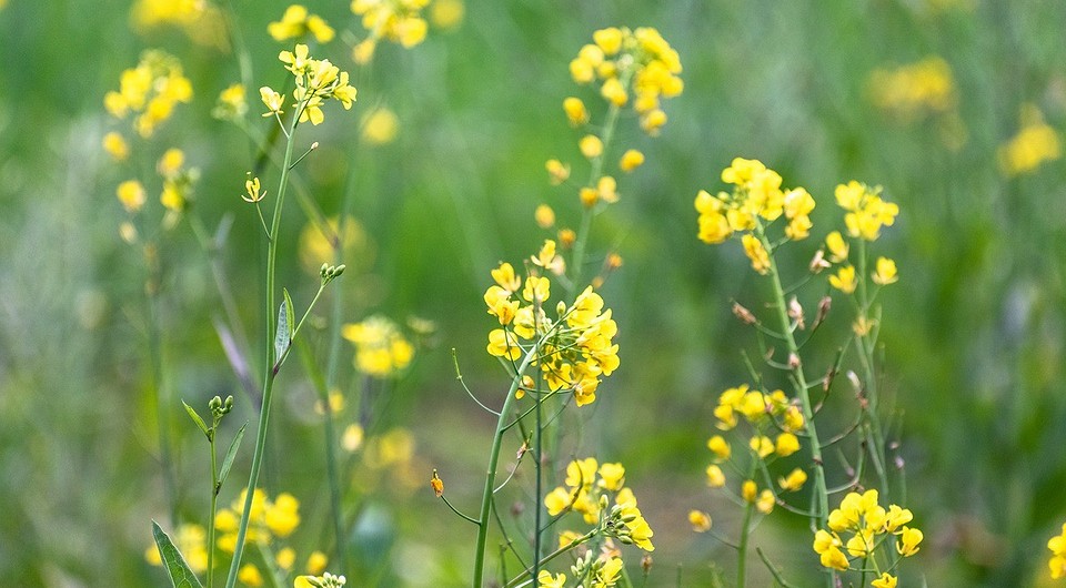 Посів гірчиці як сидерату восени для покращення ґрунту та захисту від бур'янів.